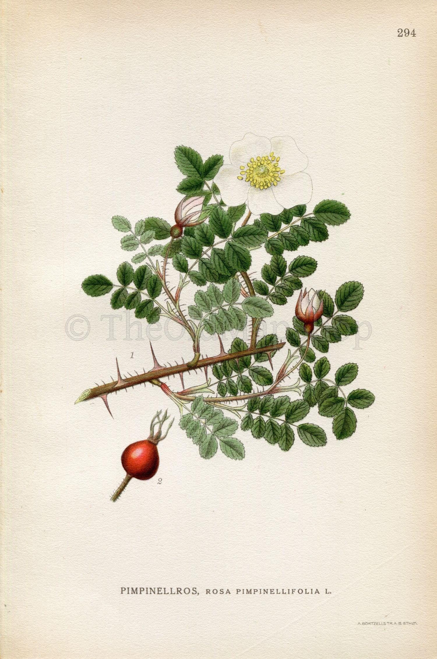 1922 Rose (Rosa pimpinellifolia) Vintage, Antique Print by Lind – The Old Shop