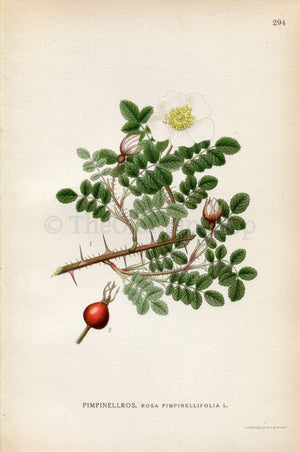 1922 Burnet Rose (Rosa pimpinellifolia) Vintage, Antique Print by Lindman, Botanical Flower Book Plate 294, Green, Red, White