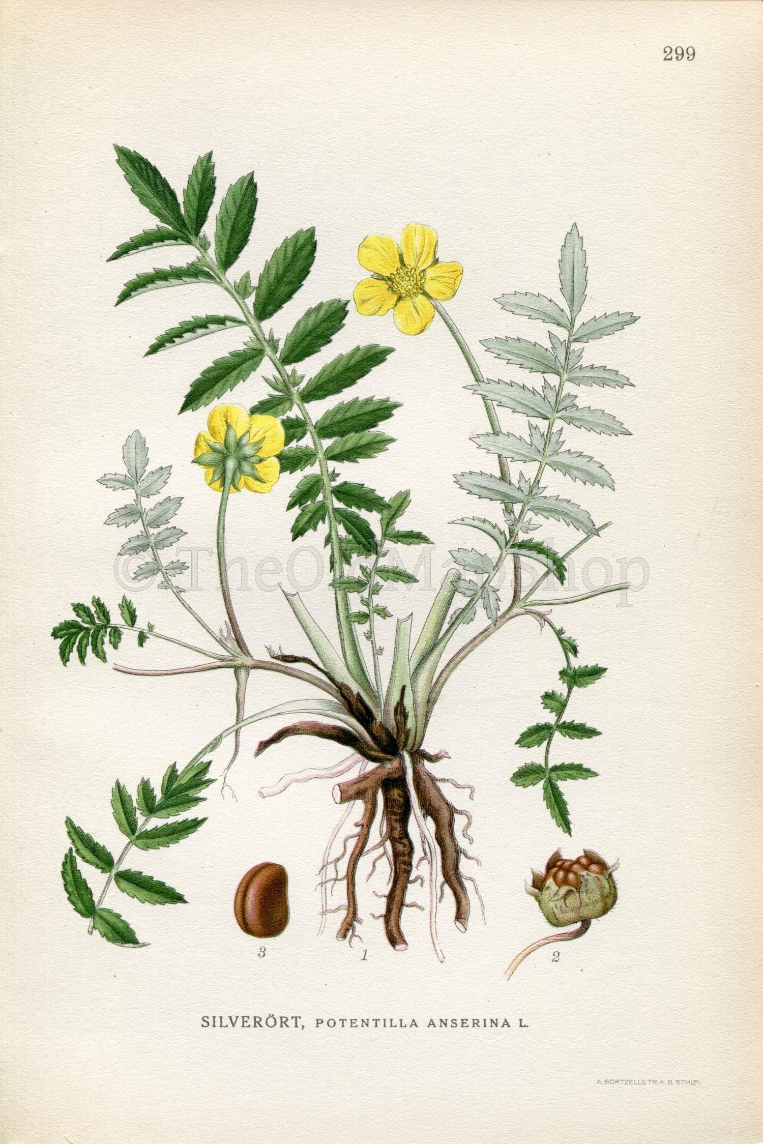 1922 Silverweed, Argentina anserina (Potentilla anserina) Vintage, Antique Print by Lindman, Botanical Flower Book Plate 299, Green, Yellow