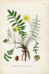 1922 Silverweed, Argentina anserina (Potentilla anserina) Vintage, Antique Print by Lindman, Botanical Flower Book Plate 299, Green, Yellow
