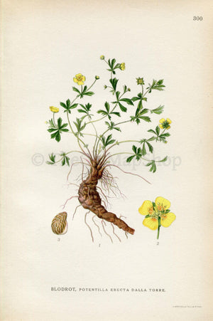 1922 Common Tormentil (Potentilla erecta dalla torre) Vintage, Antique Print by Lindman, Botanical Flower Book Plate 300, Green, Yellow