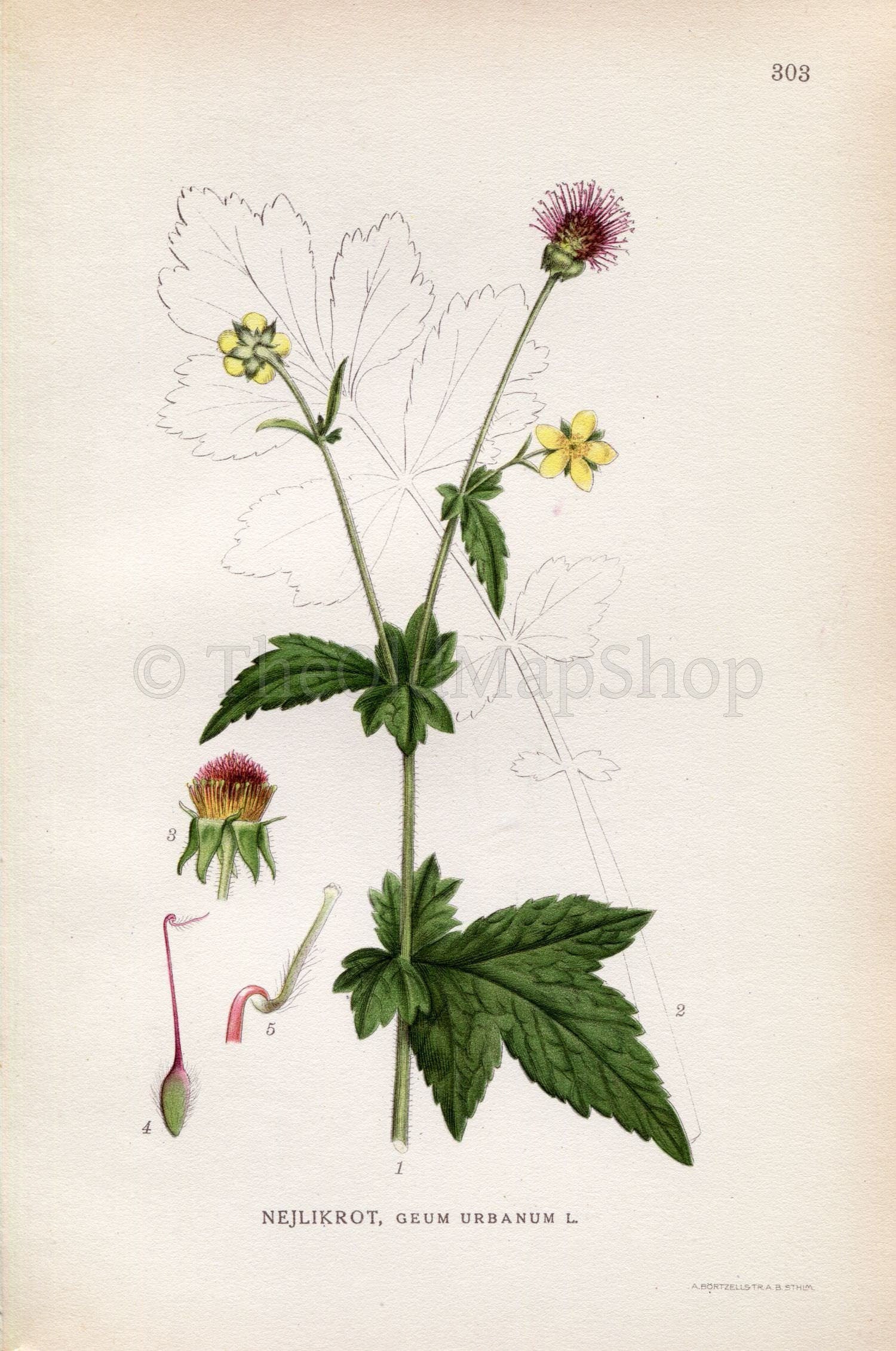 1922 Wood Avens, Herb Bennet, Colewort (Geum urbanum) Vintage, Antique Print by Lindman, Botanical Flower Book Plate 303, Green, Yellow