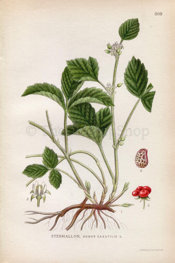 1922 Stone Bramble (Rubus saxatilis) Vintage, Antique Print by Lindman, Botanical Flower Book Plate 309, Green, Red