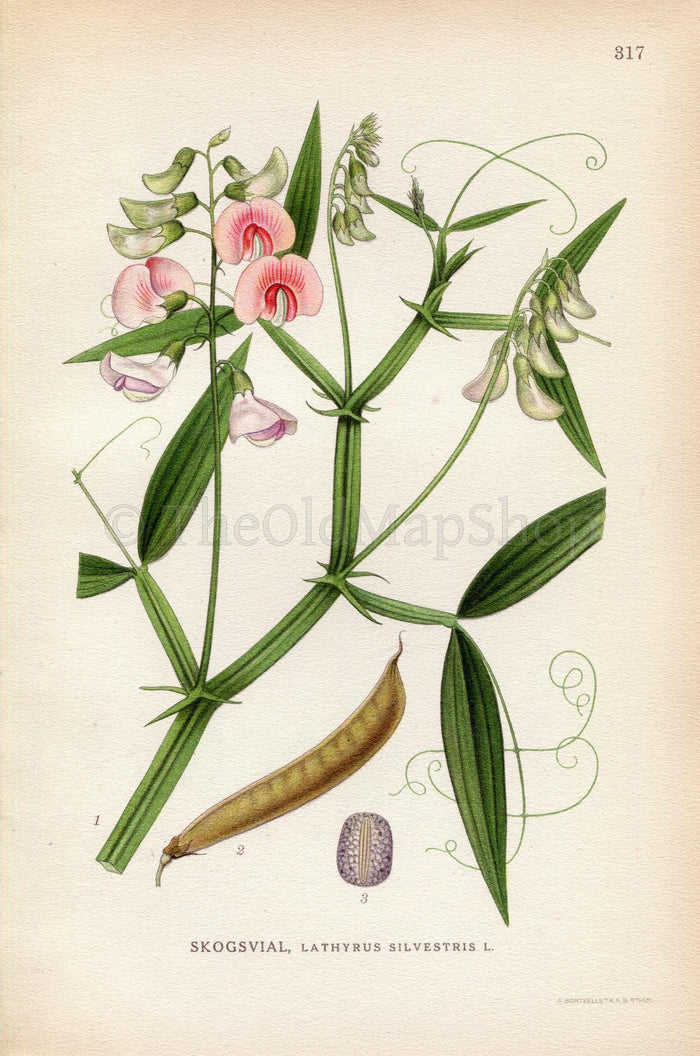 1922 Flat Pea, Narrow-leaved Everlasting-pea (Lathyrus sylvestris) Vintage, Antique Print by Lindman, Botanical Flower Book Plate 317, Pink