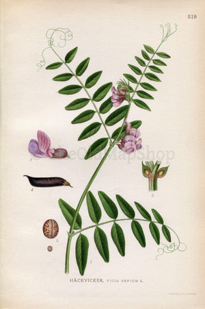 1922 Bush Vetch (Vicia sepium) Vintage, Antique Print by Lindman, Botanical Flower Book Plate 319, Green, Purple