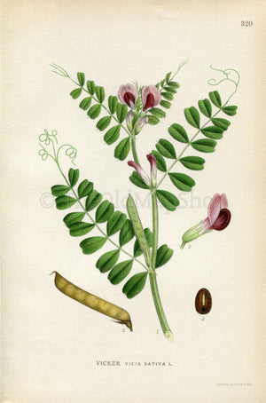 1922 Common Vetch, Garden Vetch, Tare (Vicia sativa) Vintage, Antique Print by Lindman, Botanical Flower Book Plate 320, Green, Purple