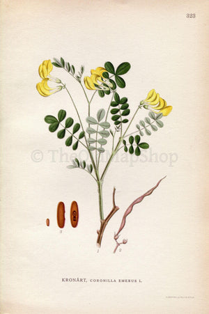 1922 Hippocrepis Emerus, Scorpion Senna (Coronilla emerus) Vintage, Antique Print by Lindman, Botanical Flower Book Plate 323, Green, Yellow