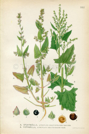 1922 Saltbush, Orache (Atriplex Hastifolium, Atriplex Deltoideum) Vintage, Antique Print by Lindman, Botanical Flower Book Plate 352, Green