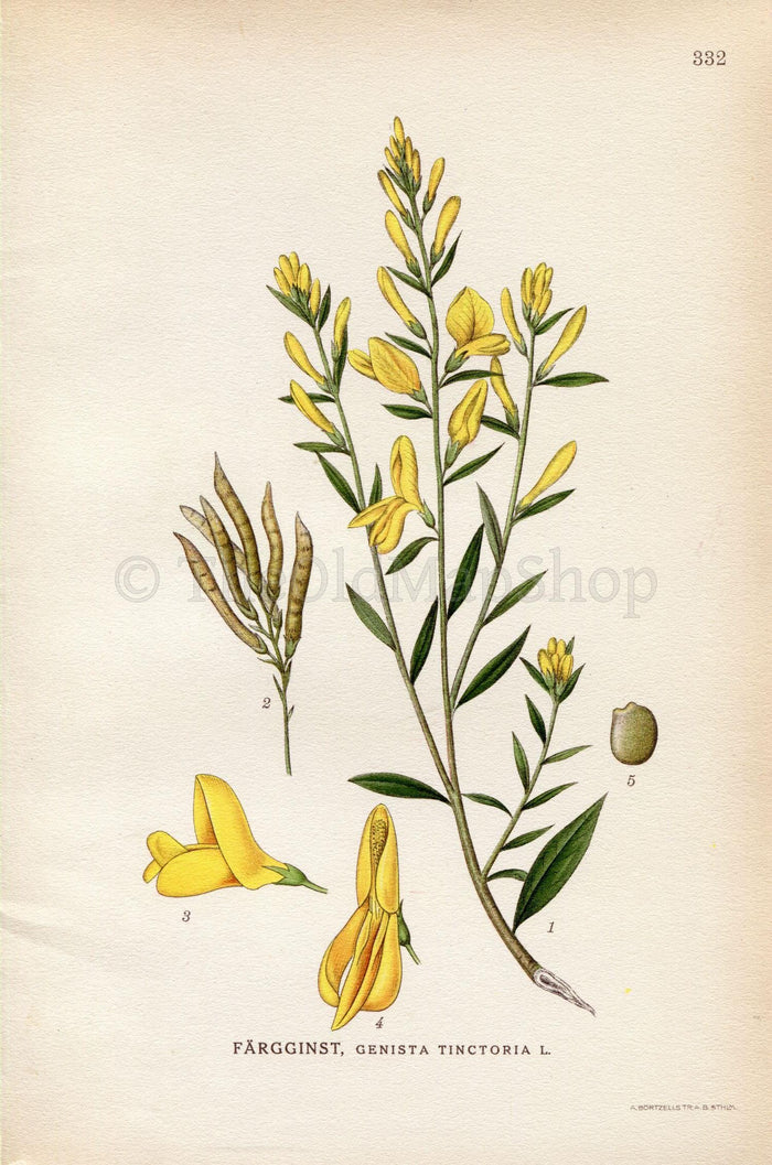 1922 Dyer’s Greenweed, Dyer's Broom (Genista tinctoria) Vintage, Antique Print by Lindman, Botanical Flower Book Plate 332, Green, Yellow