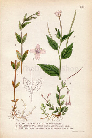 1922 Broad-leaved Willowherb (Epilobium montanum, alsinifolium) Vintage, Antique Print by Lindman, Botanical Flower Book Plate 335, Green