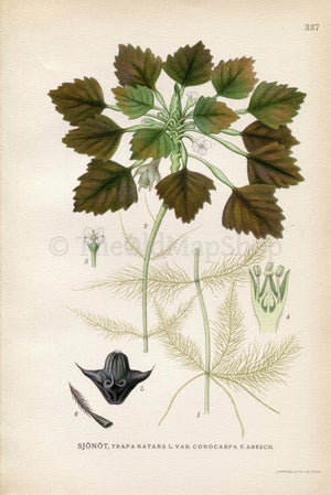 1922 Water caltrop, Buffalo nut, Bat nut, Devil pod (Trapa natans) Vintage, Antique Print by Lindman, Botanical Flower Book Plate 337, Green