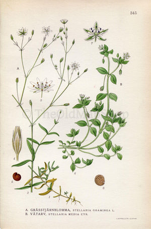 1922 Starwort, Chickweed, Stitchwort (Stellaria graminea, Stellaria media) Vintage Antique Print by Lindman, Botanical Flower Book Plate 345