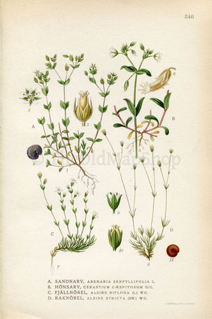 1922 Thyme-leaf Sandwort (Arenaria serpyllifolia, Alsine stricta) Vintage Antique Print by Lindman, Botanical Flower Book Plate 346
