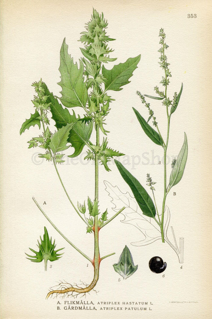 1922 Spear Saltbush, Common Orache (Atriplex hastatum, Atriplex patula) Vintage Antique Print by Lindman, Botanical Flower Book Plate 353