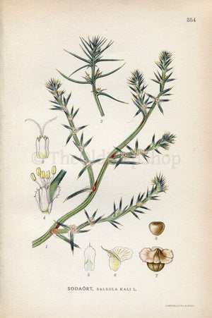 1922 Tumbleweed, Windwitch, Common Saltwort (Salsola kali) Vintage Antique Print by Lindman, Botanical Flower Book Plate 354, Green