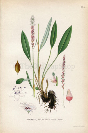 1922 Alpine bistort (Polygonum viviparum) Vintage Antique Print by Lindman, Botanical Flower Book Plate 355, Green, White, Pink