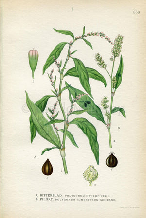 1922 Arse Smart, Water-Pepper (Polygonum hydropiper) Vintage Antique Print by Lindman, Botanical Flower Book Plate 356, Green, Pink