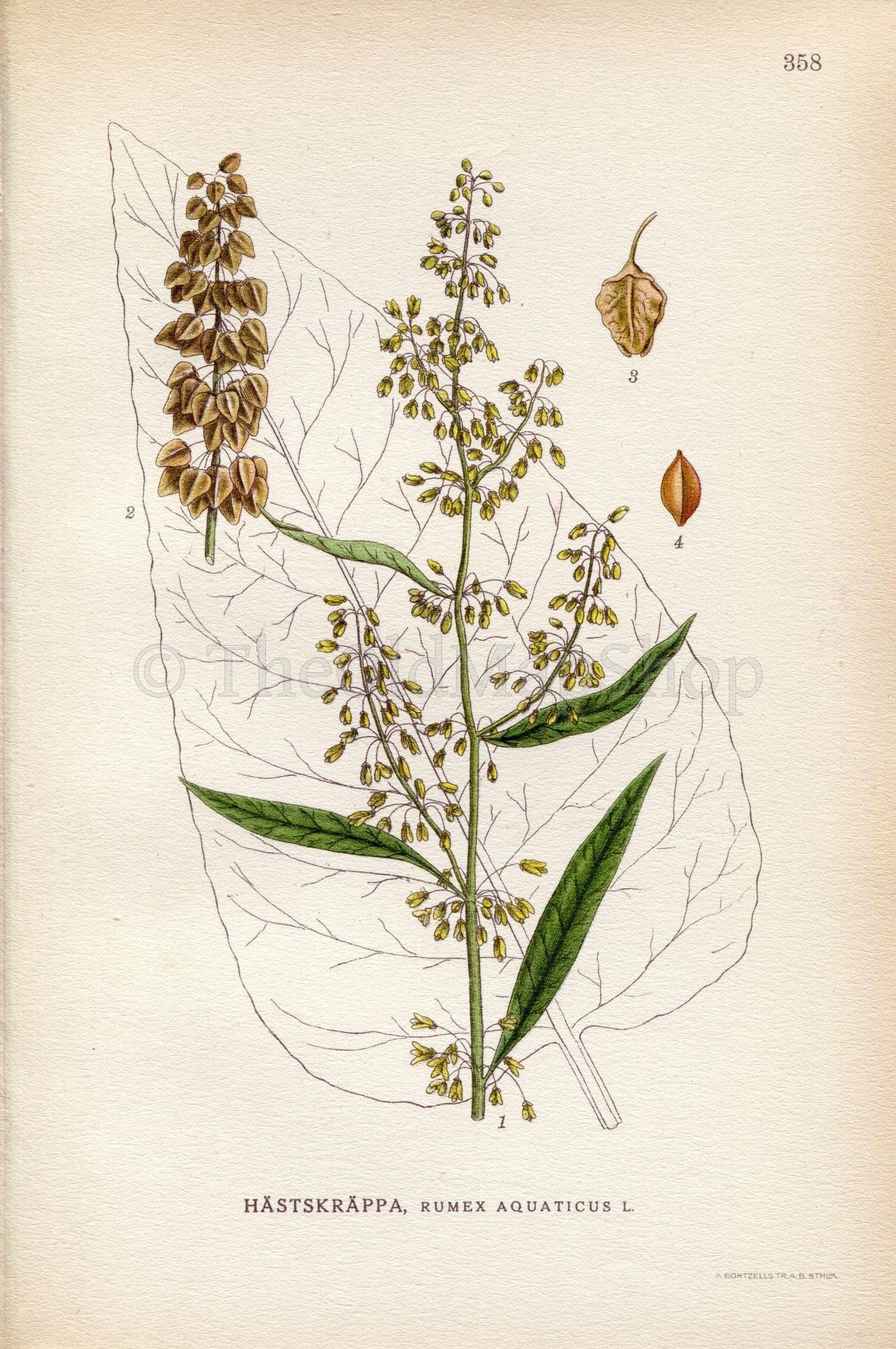 1922 Scottish Dock, Western Dock (Rumex aquaticus) Vintage Antique Print by Lindman, Botanical Flower Book Plate 358, Green