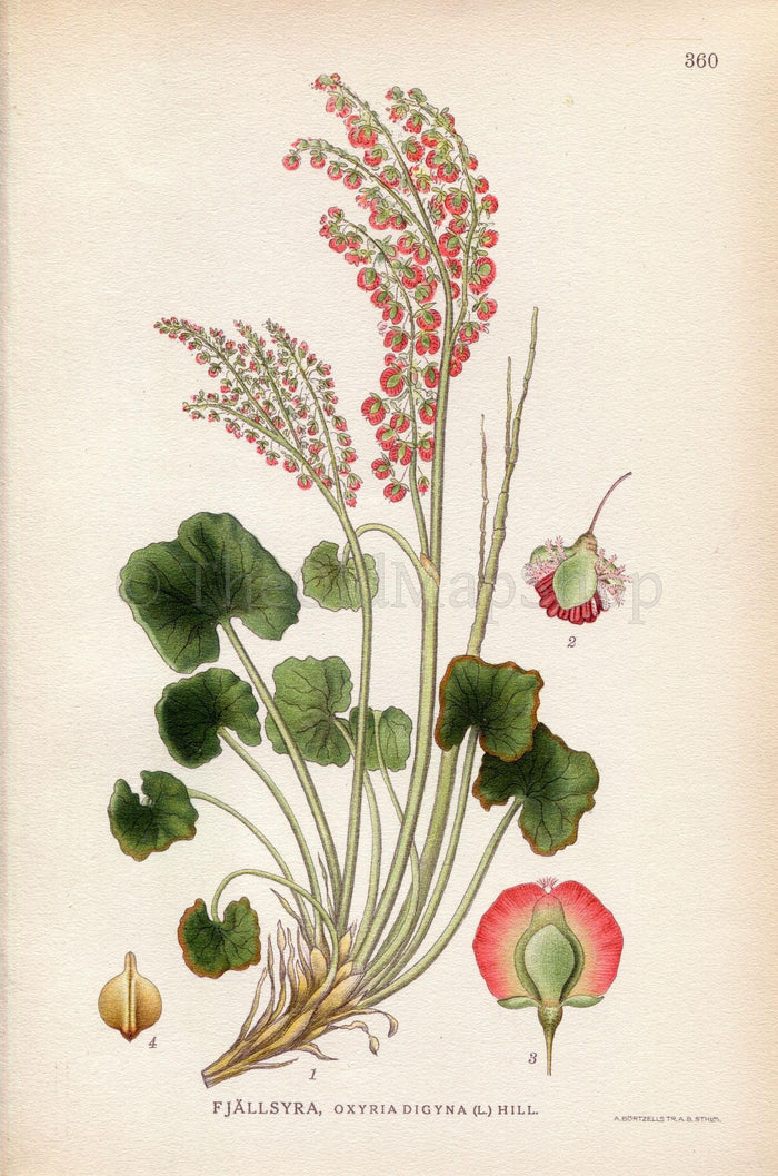 1922 Mountain sorrel, Wood sorrel, Alpine sorrel (Oxyria digyna) Vintage Antique Print by Lindman, Botanical Flower Book Plate 360, Red