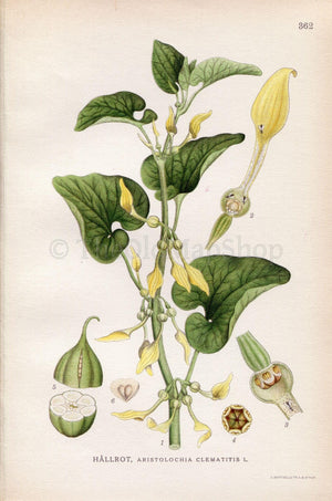 1922 European Birthwort (Aristolochia clematitis) Vintage Antique Print by Lindman, Botanical Flower Book Plate 362, Green, Yellow