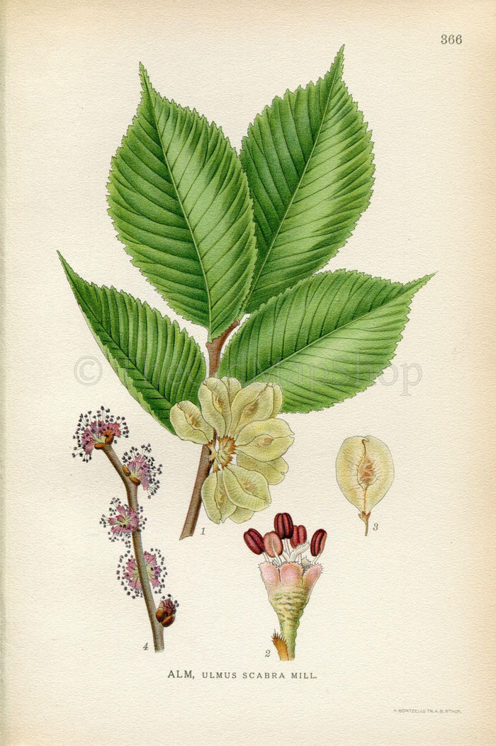 1922 Ulmus glabra, Wych Elm, Scotch Elm, Scots Elm (Ulmus scabra) Vintage Antique Print by Lindman, Botanical Flower Book Plate 366, Green
