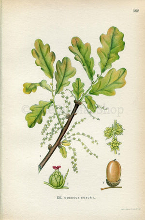 1922 European Oak, English Oak Tree (Quercus robur) Vintage Antique Print by Lindman, Botanical Flower Book Plate 368, Green