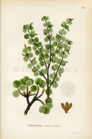 1922 Dwarf Birch, Dwarf Birch Tree (Betula nana) Vintage Antique Print by Lindman, Botanical Flower Book Plate 372, Green