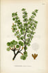 1922 Dwarf Birch, Dwarf Birch Tree (Betula nana) Vintage Antique Print by Lindman, Botanical Flower Book Plate 372, Green