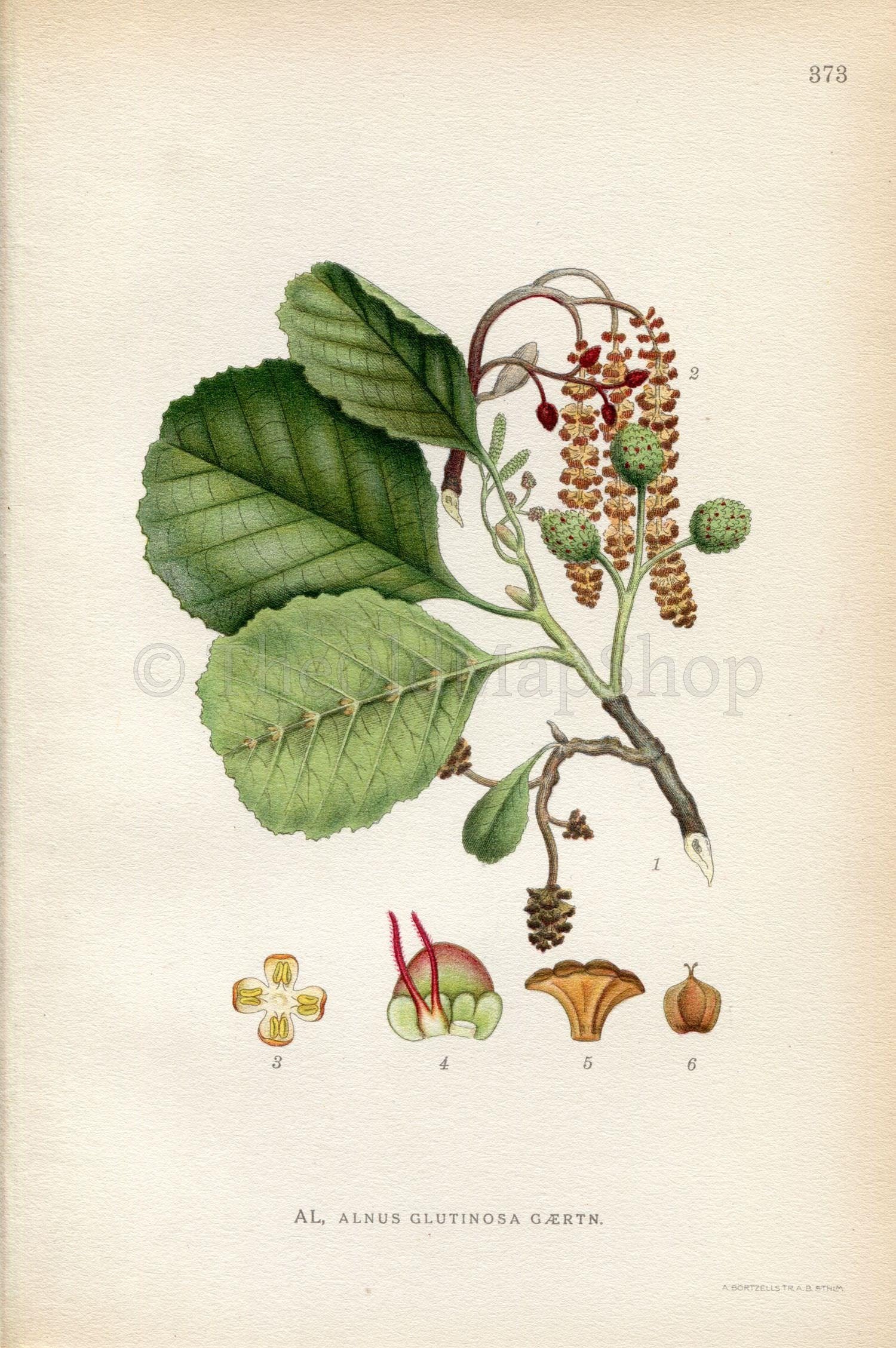 1922 Common Alder, Black Alder Tree (Alnus glutinosa) Vintage Antique Print by Lindman, Botanical Flower Book Plate 373, Green