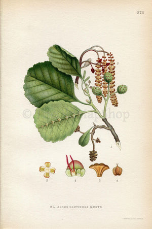 1922 Common Alder, Black Alder Tree (Alnus glutinosa) Vintage Antique Print by Lindman, Botanical Flower Book Plate 373, Green