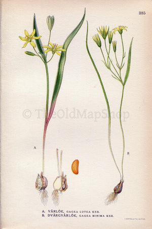 1922 Yellow Star-of-Bethlehem, Lily Family (Gagea lutea, Gagea minima) Vintage Antique Print by Lindman, Botanical Flower Book Plate 385