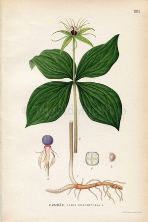 1922 Herb-paris, True lover's knot (Paris quadrifolia) Vintage Antique Print by Lindman, Botanical Flower Book Plate 393, Green
