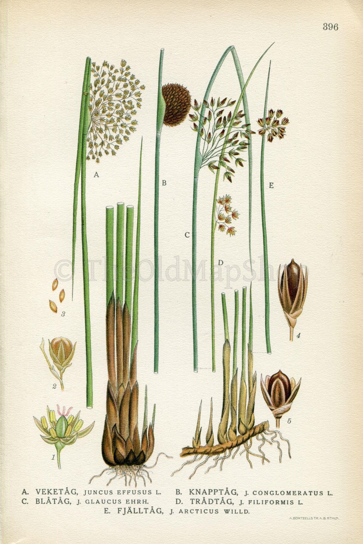 Bull Rushes Drawings Rushes Plant Drawing