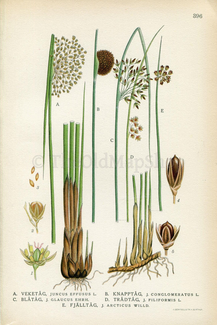1922 Rush, Rushes (Juncus effesus, Conglomeratus, Glaucus, Filiformis, Arcticus) Vintage Print by Lindman, Botanical Flower Book Plate 396