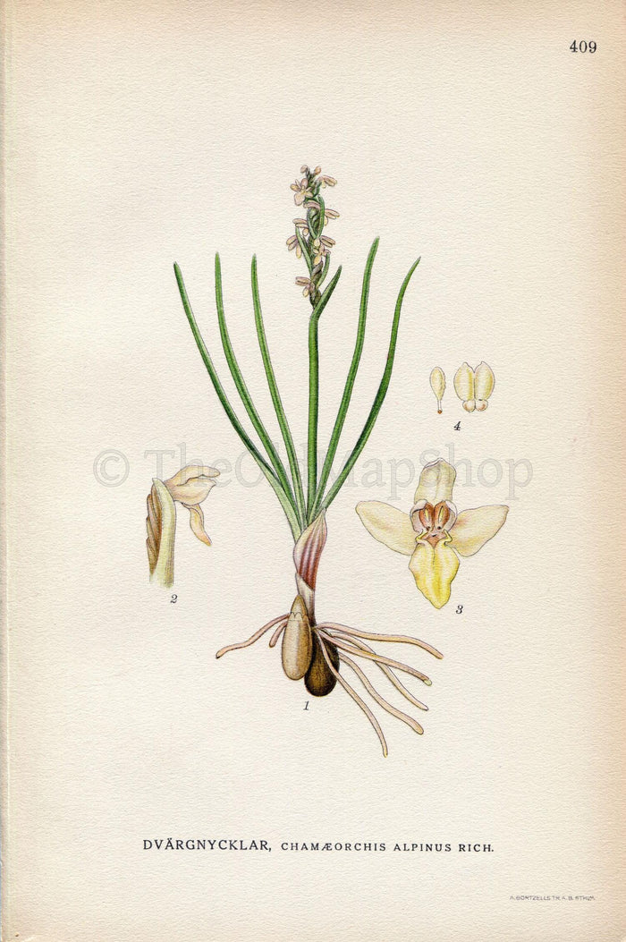 1922 False Orchid, Chamorchis alpina (Chamaeorchis alpinus) Vintage Antique Print by Lindman, Botanical Flower Book Plate 409, Green