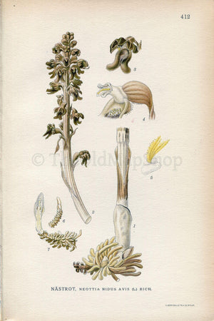1922 Bird's-nest Orchid (Neottia nidus-avis) Vintage Antique Print by Lindman, Botanical Flower Book Plate 412
