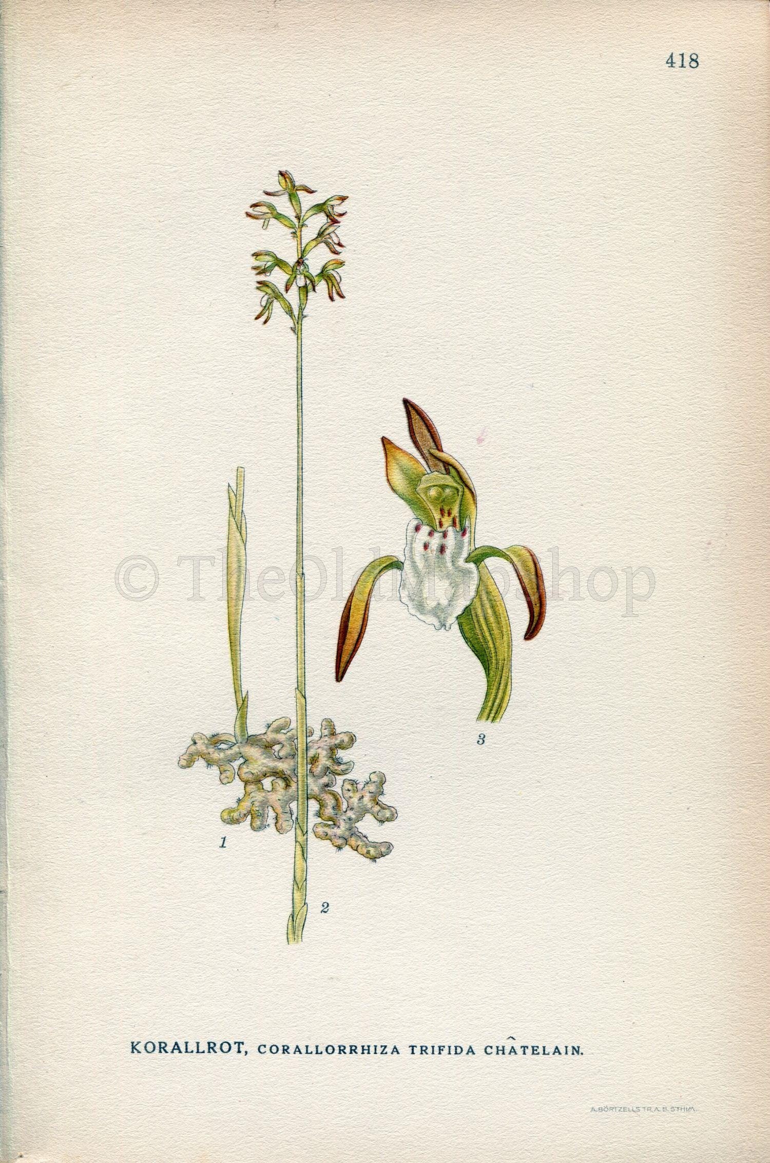 1922 Early Coralroot, Northern Coralroot, Orchid (Corallorhiza trifida) Vintage Antique Print by Lindman Botanical Flower Book Plate 418