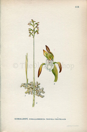 1922 Early Coralroot, Northern Coralroot, Orchid (Corallorhiza trifida) Vintage Antique Print by Lindman Botanical Flower Book Plate 418