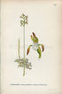 1922 Early Coralroot, Northern Coralroot, Orchid (Corallorhiza trifida) Vintage Antique Print by Lindman Botanical Flower Book Plate 418