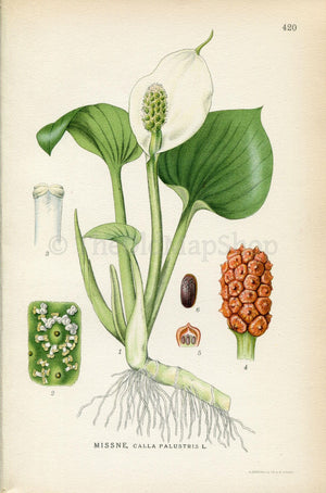 1922 Bog Arum, Marsh Calla, Wild Calla (Calla palustris) Vintage Antique Print by Lindman Botanical Flower Book Plate 420, Green, White