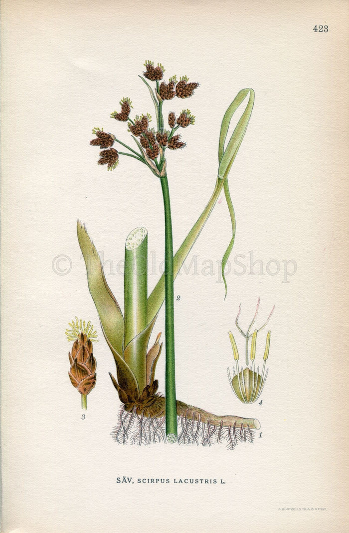 1922 Lakeshore Bulrush, Schoenoplectus lacustris (Scirpus lacustris) Vintage Antique Print by Lindman Botanical Flower Book Plate 423, Green