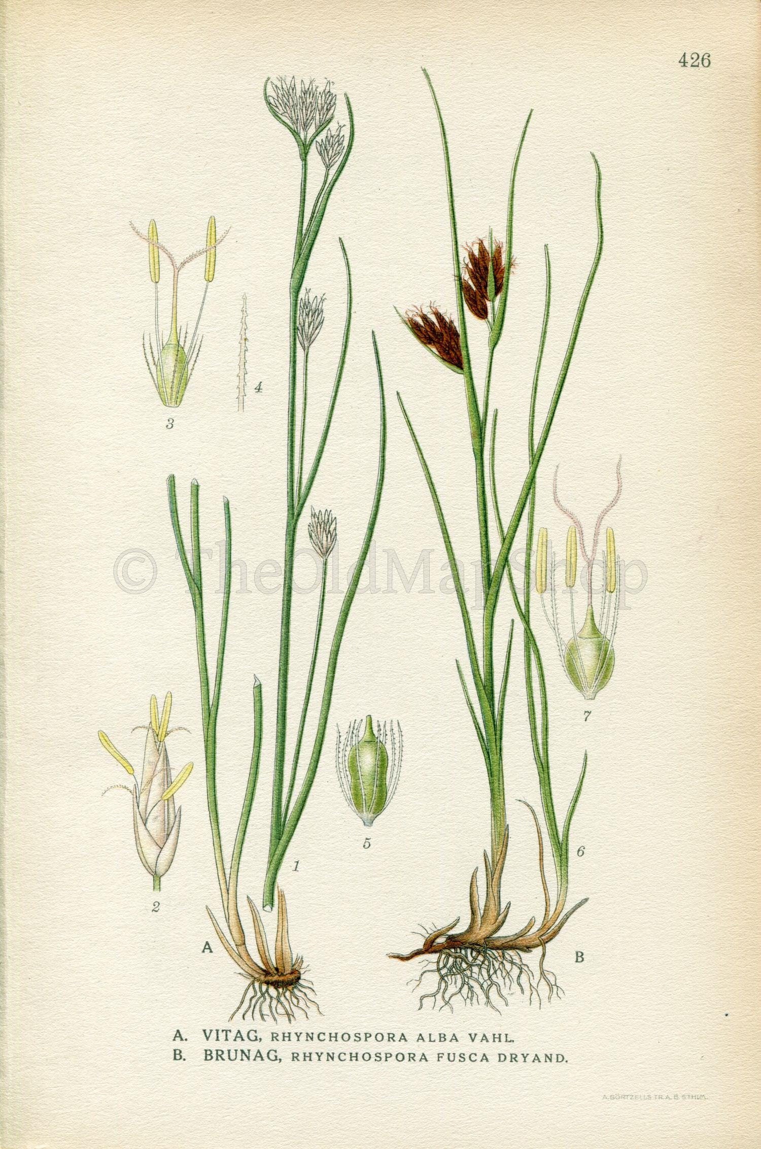 1922 White Beak-sedge, Brown Beakrush (Rhynchospora alba, Rhynchospora fusca) Vintage Print by Lindman Botanical Flower Book Plate 426