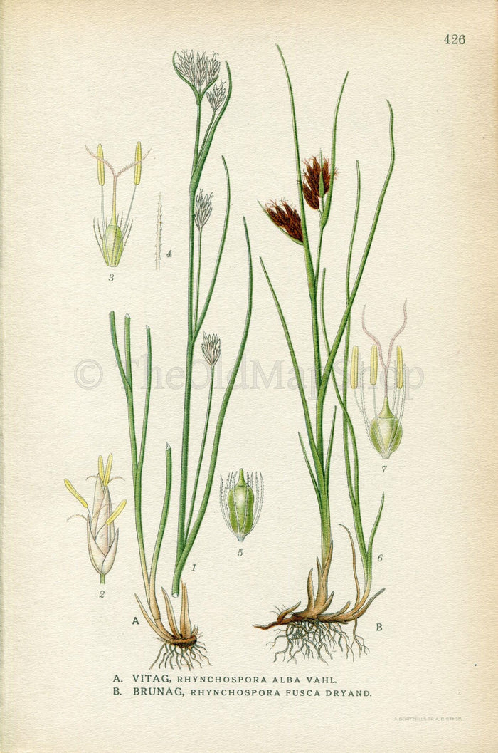 1922 White Beak-sedge, Brown Beakrush (Rhynchospora alba, Rhynchospora fusca) Vintage Print by Lindman Botanical Flower Book Plate 426