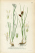 1922 White Beak-sedge, Brown Beakrush (Rhynchospora alba, Rhynchospora fusca) Vintage Print by Lindman Botanical Flower Book Plate 426