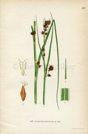 1922 Swamp Sawgrass, Great Fen-sedge, Saw-sedge (Cladium mariscus) Vintage Antique Print by Lindman Botanical Flower Book Plate 427, Green