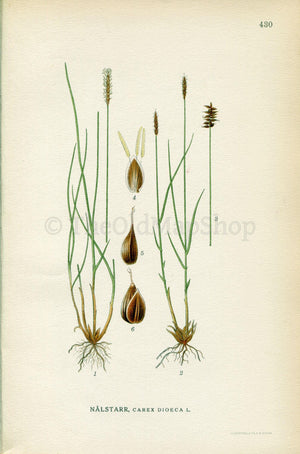 1922 Northern bog sedge (Carex dioica) Vintage Antique Print by Lindman Botanical Flower Book Plate 430