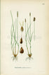 1922 Northern bog sedge (Carex dioica) Vintage Antique Print by Lindman Botanical Flower Book Plate 430