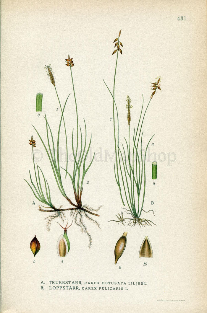 1922 Obtuse sedge, Flea sedge (Carex obtusata, Carex pulicaris) Vintage Antique Print by Lindman Botanical Flower Book Plate 431