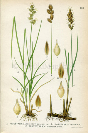 1922 Oval sedge, Brown sedge, Carex spicata (Carex contigua, Leporina, Disticha) Vintage Print by Lindman Botanical Flower Book Plate 433