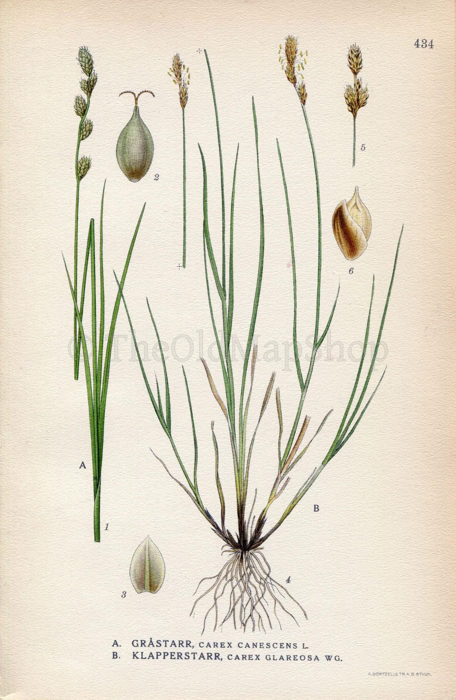 1922 Lesser Saltmarsh Sedge (Carex canescens, Carex glareosa) Vintage Antique Print by Lindman Botanical Flower Book Plate 434